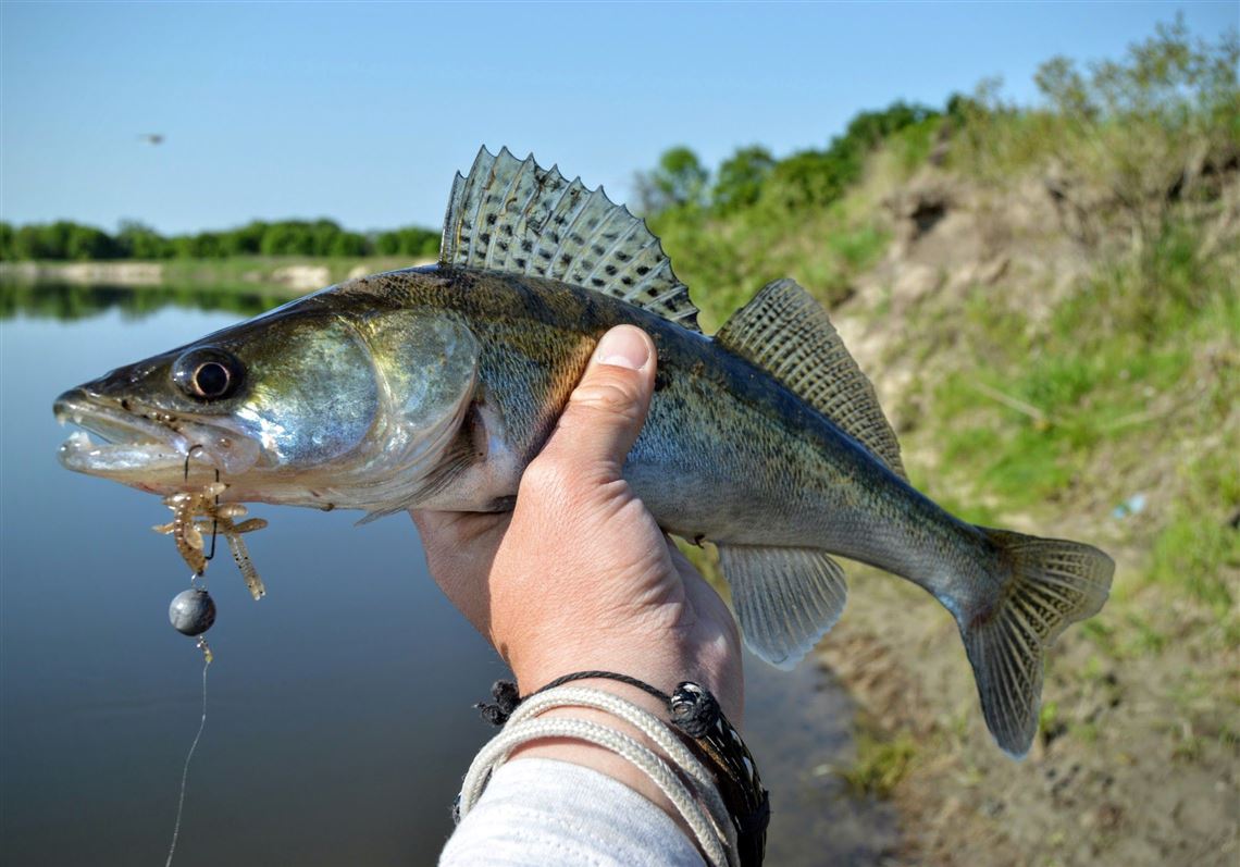 A Lake Erie walleye population boom begins in shallow Ohio waters