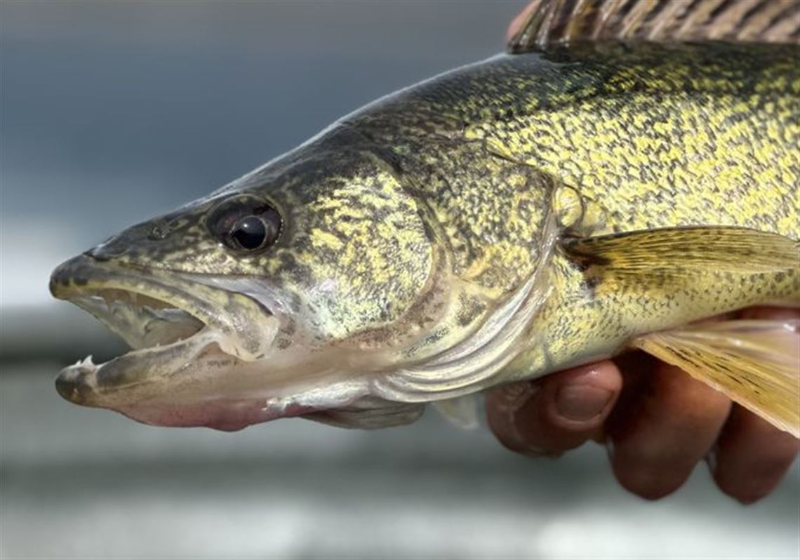 Fishing Report: For many anglers it was too hot to fish, but evenings ...