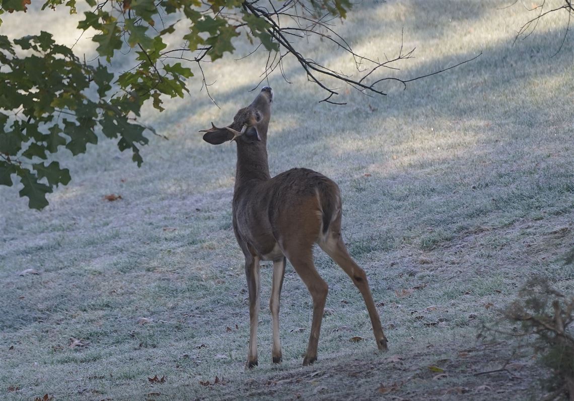 White-tailed deer decimating crops as Pa. Game Commission 