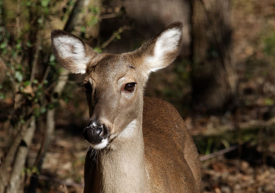 Antlerless inaction continues in doe-tag sales reform 