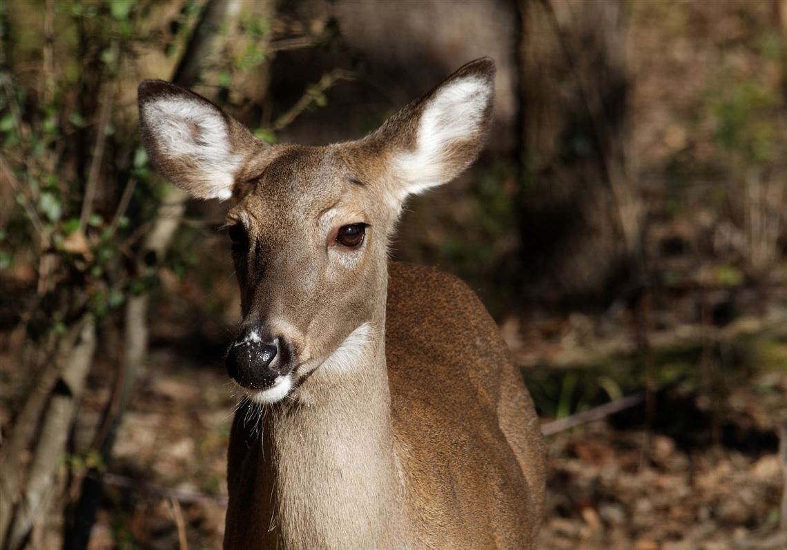 Pa. House panel hears about troubled deer license online rollout