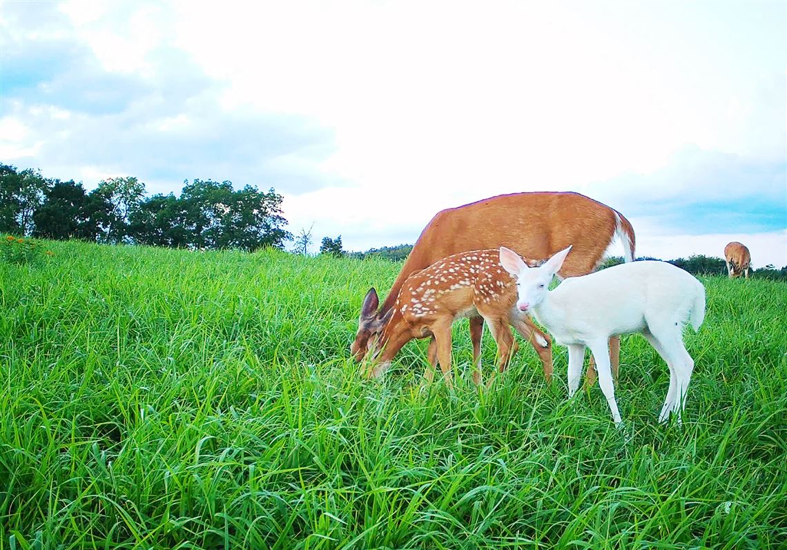 albino white tailed deer fawn