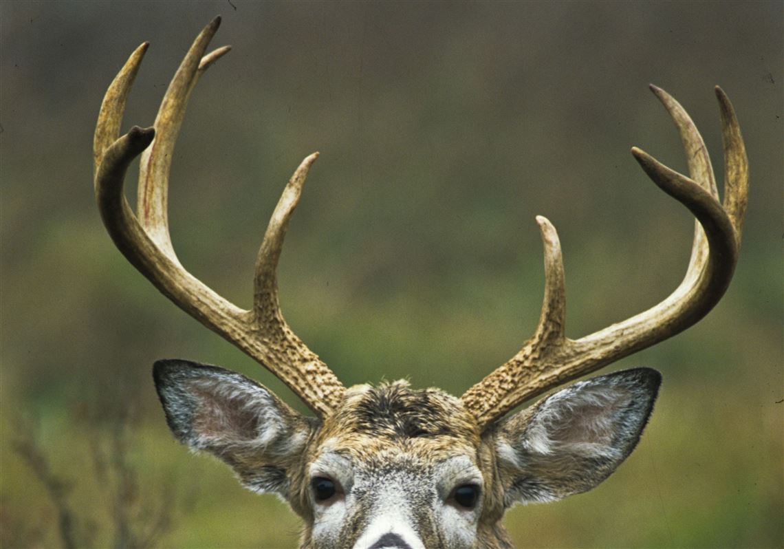 buck deer