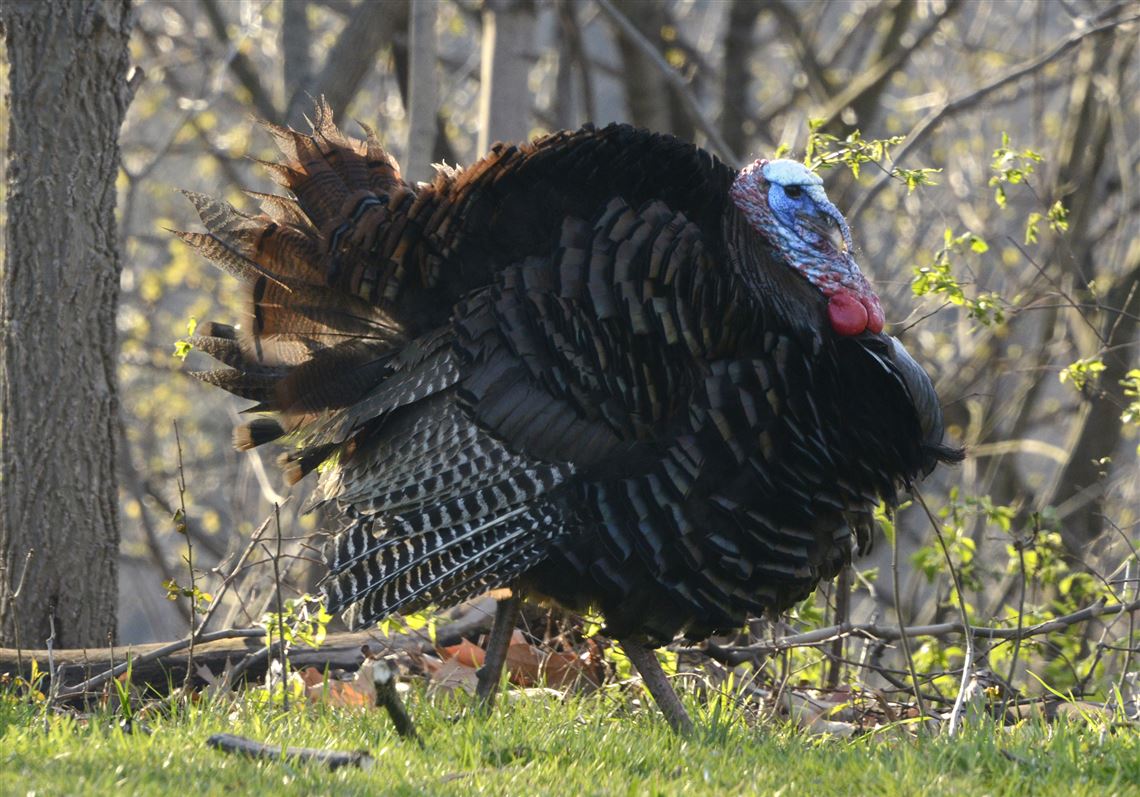 Fall turkey harvest is the biggest factor affecting the spring hunt