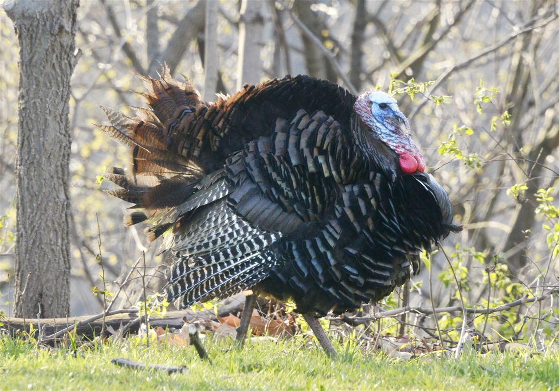 The Fumbler It's time to give thanks Pittsburgh PostGazette