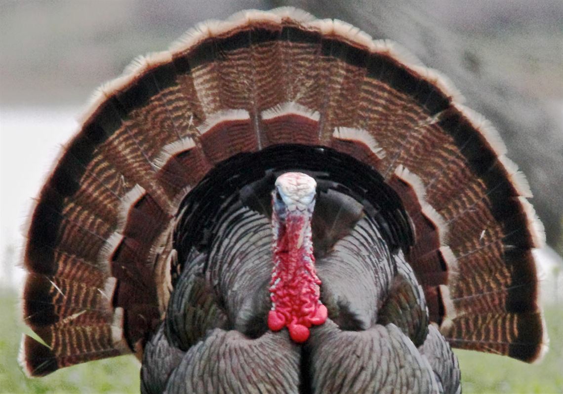 Top 5 wild turkey hunting tips as gobbler season approaches | Pittsburgh  Post-Gazette