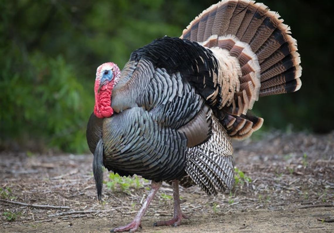 Participate in Pa.'s largest wild turkey research project | Pittsburgh ...