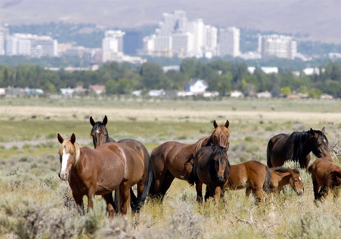 America S Wild Horses Deserve A Place To Live Pittsburgh Post Gazette