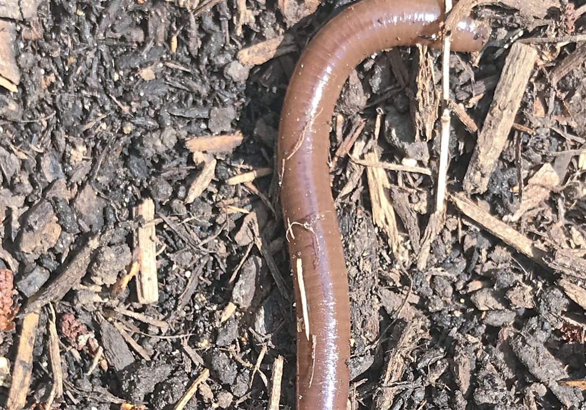 Look out for jumping earthworms! | Pittsburgh Post-Gazette