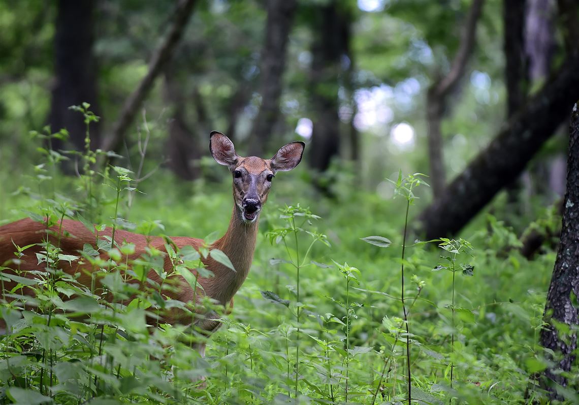 Pittsburgh may allow deer hunting in some parks to control population Pittsburgh Post-Gazette