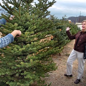 Tips for keeping your tree tips green and intact