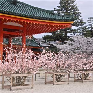 Fortunes tied to look like cherry branches at the Heian Shinto Shrine in Kyoto, Japan.