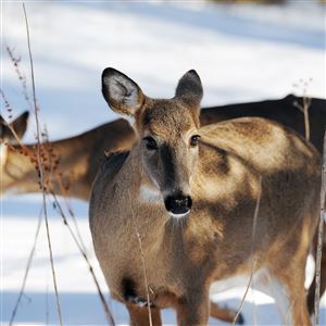 The contractor, Wildlife Specialists, has been hired to kill 150 deer by the end of March.