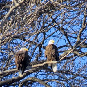 Cold Weather Causes Concern For Hays Eagles Pittsburgh