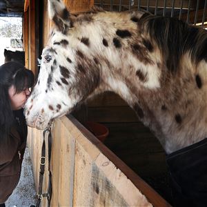 Renee Karoly gives Aladar, a blind Appaloosa, a kiss at the Quest Stables Dec. 14, 2016. Ms. Karoly said Aladar and another horse survived the fatal fire at the stable earlier this year.