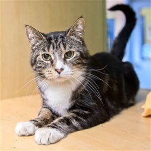 Burnt Umber came to Animal Friends during the 2015 New Year's Eve rescue. He is still awaiting a permanent  home. 