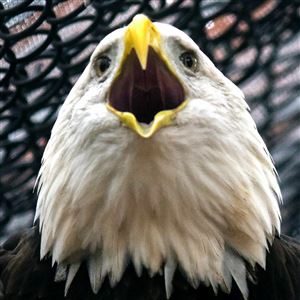 Reward offered for information about bald eagle shot, killed in Washington  County