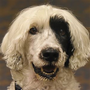 Mosie, a 9-year-old Portuguese water dog, attends the third annual pet therapy recognition event at the UPMC Hillman Cancer Center in Shadyside on Friday.