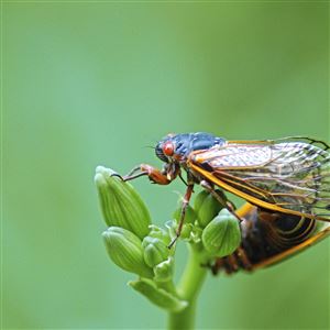 Fly tiers await the arrival of the 17-year cicada