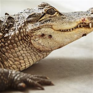 Yet Another Alligator Found Roaming Pittsburgh Pittsburgh - 