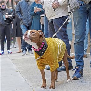 Calliope the Pitt Bull Princess waits patiently with her owner, Rob Schuster, 32, of Downtown, as they stand in line at Trinity Episcopal Cathedral on Tuesday.