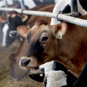 Dairy cows in the barn at Pennwood Farms co-owned by Glenn Stolzfus Friday, Jan. 21, 2022, in Berlin.  