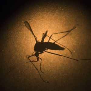 In this Jan. 27, 2016, file photo, an Aedes aegypti mosquito is photographed through a microscope at the Fiocruz institute in Recife, Pernambuco state, Brazil.