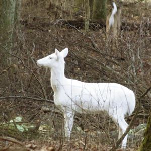 melanistic and albino deer