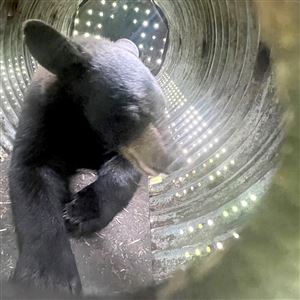 This male black bear was trapped by the Pennsylvania Game Commission at St. Andrew Village retirement and nursing home in Indiana County on June 5, 2025.