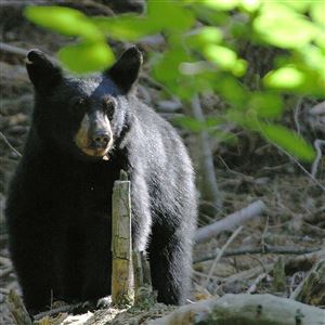 All about Pennsylvania's only bear species: The Black Bear