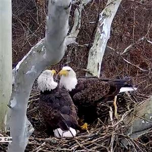Irvin Works bald eagle pair lay an egg