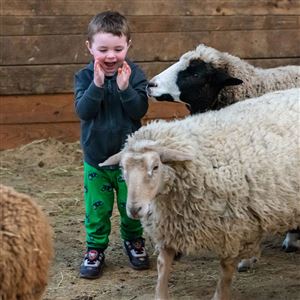 Braxton Corcoran, 3, of Monroeville reacts as he is surrounded by sheep during a visit to Heal Animal Rescue's Farm Sanctuary in Latrobe on St. Patrick's Day. 