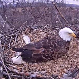 Two Bald Eagle Nestlings Fledge At Hays Pittsburgh Post