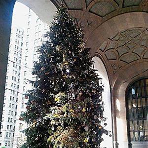 The Christmas tree in the portico of the City-County Building, Downtown. When the sunlight hits the tree at a certain angle, it makes the shape of a kneeling angel as it plays on the shapes of the branches.