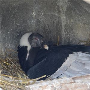 Lianni on her egg in her nest inside a cave in the National Aviary’s Condor Court habitat.