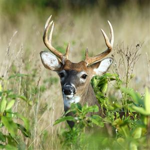 Mt. Lebanon approves archery hunt to control deer