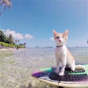 Nanakuli enjoys surfing in Hawaii. He's one of the cats featured in 