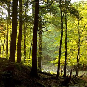 Hiking the Tracy Ridge Trail  in the Allegheny National Forest.