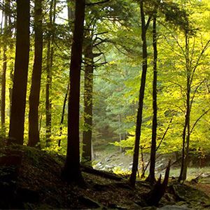 Hiking the Tracy Ridge Trail  in the Allegheny National Forest.  