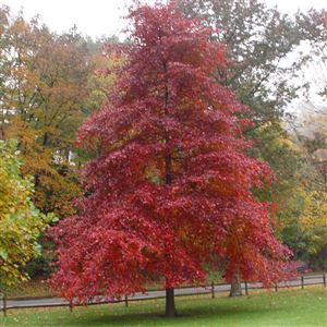 The black gum tree (Nyssa sylvatica) has exceptional fall color.