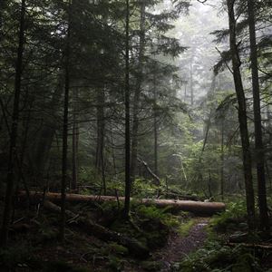 A fallen tree rests in an area of virgin spruce forest in Monongahela National Forest, W.Va., on Aug. 27, 2019. 
