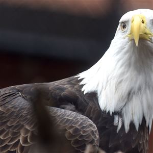 Pa. Game Commission investigates bald eagle death in Washington County