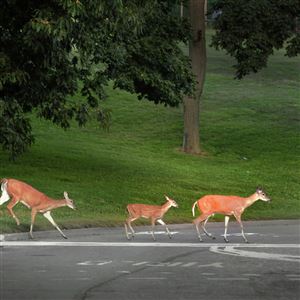 Deer crossing Stadium Drive in Mt. Lebanon Municipal Park.