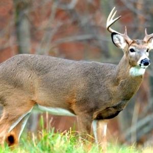 Scents & sensibility: Alternatives give deer hunters another shot