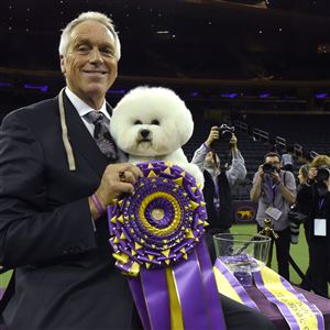 Flynn the bichon frise, with handler Bill McFadden, poses after winning best in show Tuesday night at the Westminster Kennel Club Dog Show in New York.