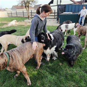 giant breed dog rescue