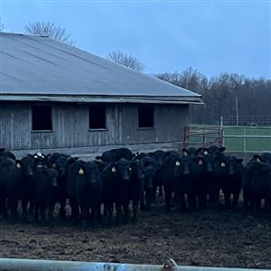 Raising cows is one way Michael McBride uses his farmland. Solar development might be another, if Vesper Energy's plans to build at least 200 megawatts of solar in Lawrence County come to pass.