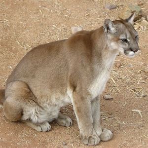 Big cats in Pennsylvania: mountain lions or bobcats