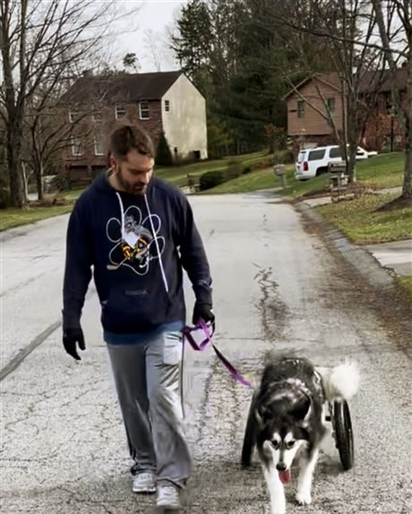 how to walk a malamute