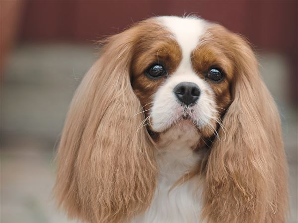 cavalier king charles spaniel dog show 2018